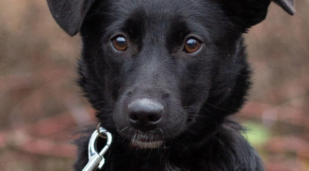 Chiens à adopter